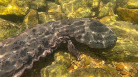 Conservationists Praise Effort To Save Endangered Hellbenders In Mo
