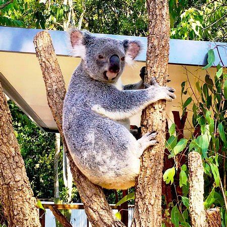 Lone Pine Koala Sanctuary Brisbane Aktuelle Lohnt Es Sich