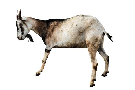 Goat Png Image Purepng Free Transparent Cc0 Png Image Library