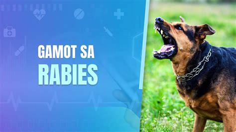 Rabies First Aid For Survival And Treatment Explained By Expert
