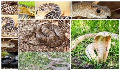 Top 10 Venomous And Deadliest Snakes In The World 2021 List Snakes