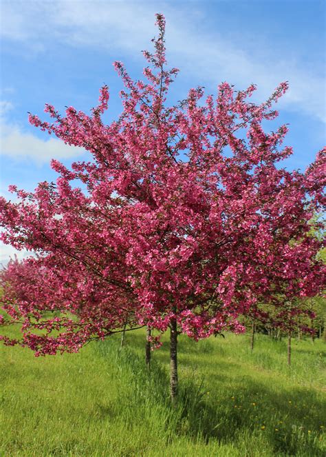 Trees We Love Crabapple Shade Tree Farm