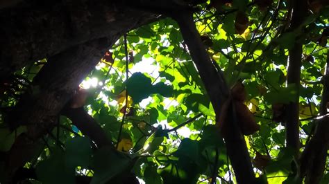 Sunlight Shining Through Leaves Of Stock Footage Video