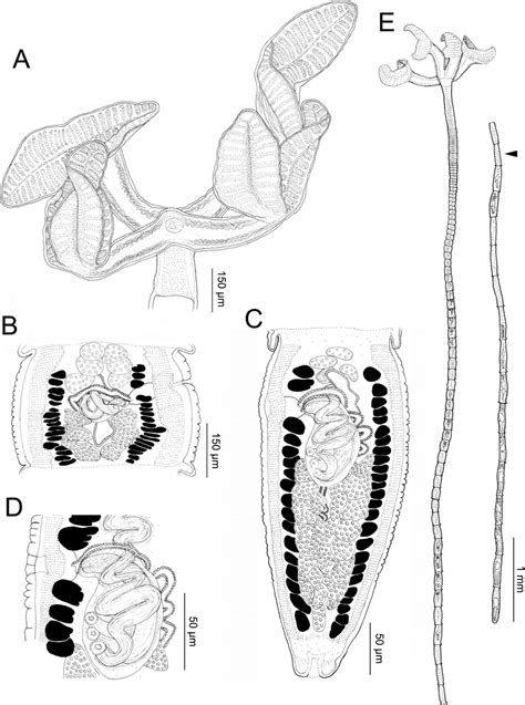 Line Drawings Of Rhinebothrium Leopardensis N Sp A Scolex Paratype Download Scientific