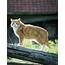 Domestic Cat Photograph By Bjorn Svensson/science Photo Library