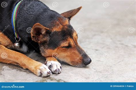 Rottweiler Breed Mixed With Labrador Dog Is Laying Down And Sleeping On