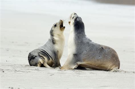 australian sea lions photograph by tony camacho fine art america