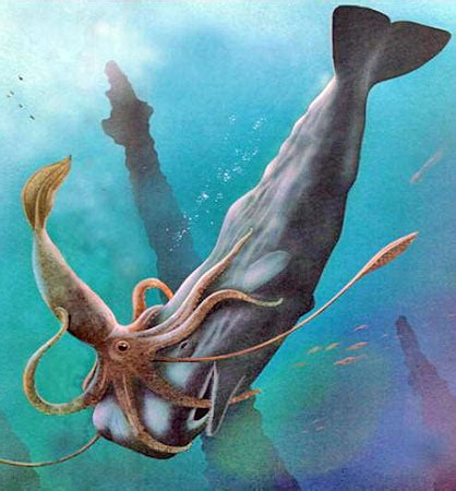 Wie alle kalmare besitzt der riesenkalmar zehn arme, um die mundöffnung gruppiert, wovon zwei zu tentakeln umgebildet sind. Kraken - Monster- Wiki