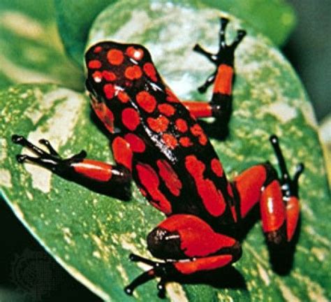 Top 10 Deadliest Venomous Animals Poison Dart Frogs Frog Pictures