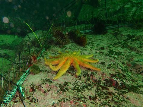 Can Sunflower Sea Stars Keep Sea Urchins From Overfeeding On Declining