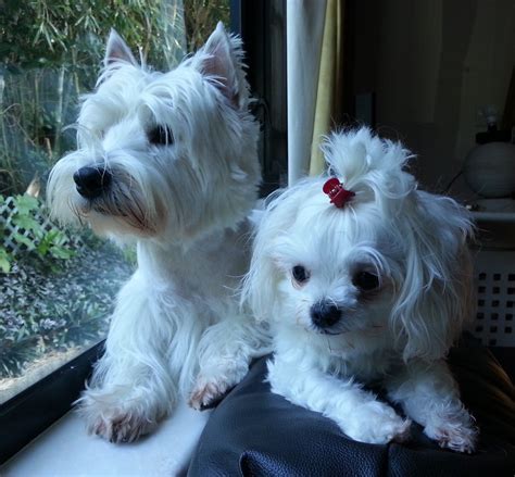 Westie Boyboy And His Sister Maltese Muichu Westies White Terrier