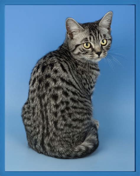 Tout Ceci Est Magnifique Egyptian Mau Elad Lassry 2010 Egyptian Mau