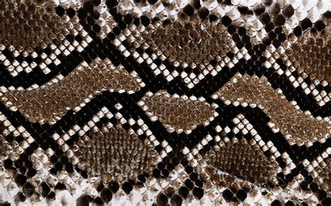 Black Snake Skin Wallpaper 55 Images