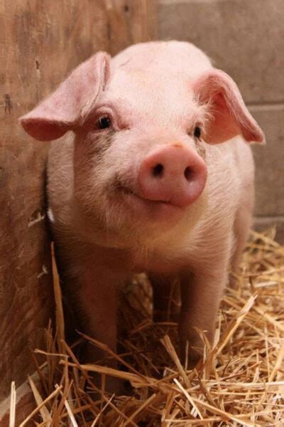 Hình ảnh Hình Nền Con Lợn Cute Dễ Thương Nhất
