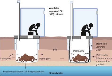 Transport Of Fecal Pathogens In A Vip Latrine The Breathable