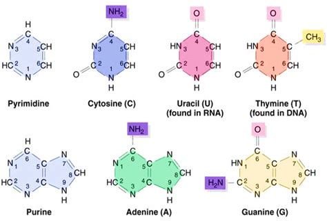 Purine And Pyrimidines Structure Synthesis And Metabolism Epomedicine