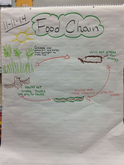 Food Chain Anchor Chart Food Chains Anchor Chart