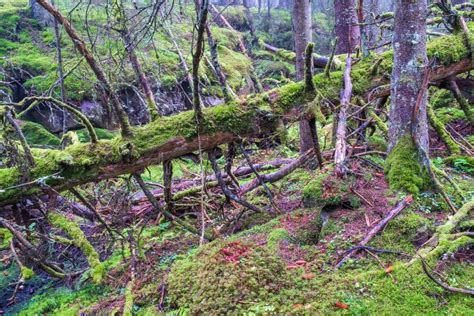 Fallen Tree Covered With Green Moss In The Woodland Stock Photo Image