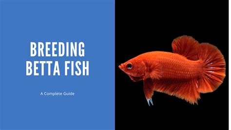 Breeding Betta Fish A Complete Guide Aquariumstoredepot