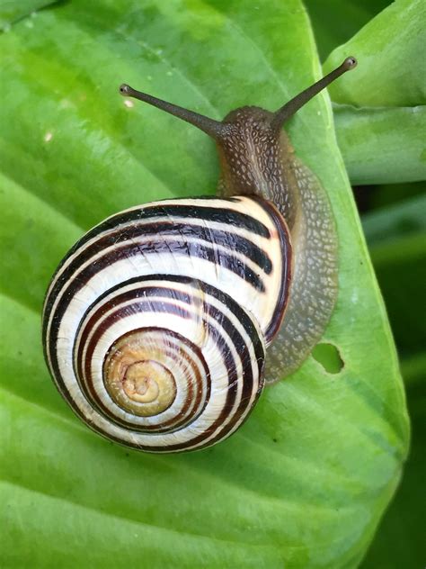 White Black And Brown Snail On Green Leaf · Free Stock Photo
