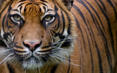 Tigers are a species of villager in the animal crossing series, often viewed, alongside the lion, as the feline equivalent of the wolf. Le tigre de Sumatra en danger d'extinction du fait de la ...