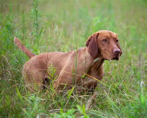 Vizsla The History And Overview Of The Hungarian Pointing Dog