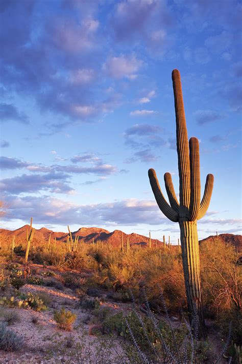 Sonoran Desert And Saguaro Cactus By Kencanning