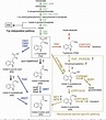 Figure 1 from The pathway of auxin biosynthesis in plants. | Semantic ...
