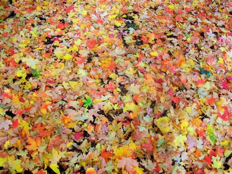 Fall Leaves Utah Stock Image Image Of Camping Leaves 63187225