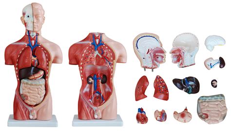 Human Anatomy Upper Torso Muscles Of The Torso—lateral View Anatomy