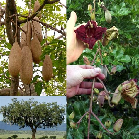 Sausage Tree Kigelia Africana Pinnata Seeds Fair Dinkum Seeds