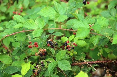 Tips For Growing Blackberries In Containers Gardeners Path