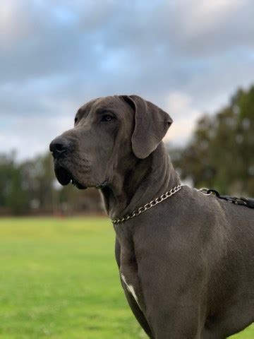 The great dane, also known as the german mastiff or deutsche dogge, is a breed of dog from germany. Laura, Great Dane Stud in San Diego, California