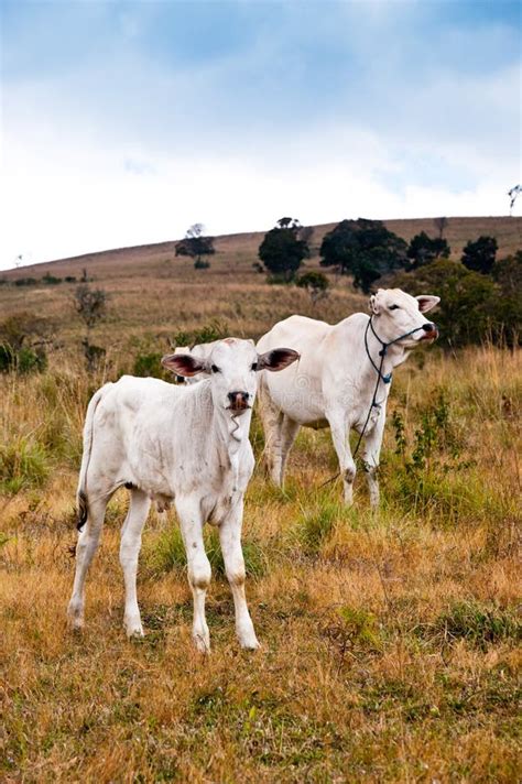 Cattle In Grassland Stock Image Image Of Grass Natural 10697301