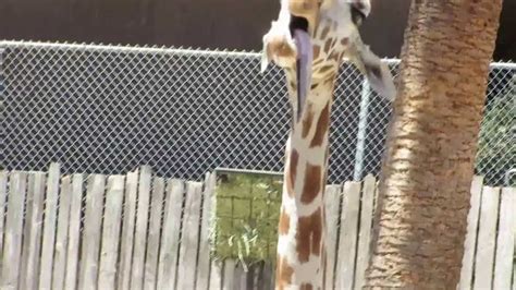 Derpy Giraffe At The Oakland Zoo Youtube