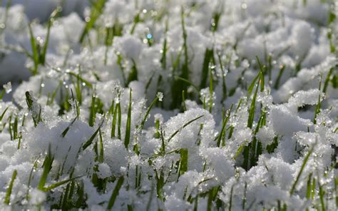 Grass In The Snow Wallpapers High Quality Download Free