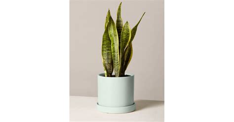 The Sill Snake Plant Laurentii The Best Ts For Someone Who Just