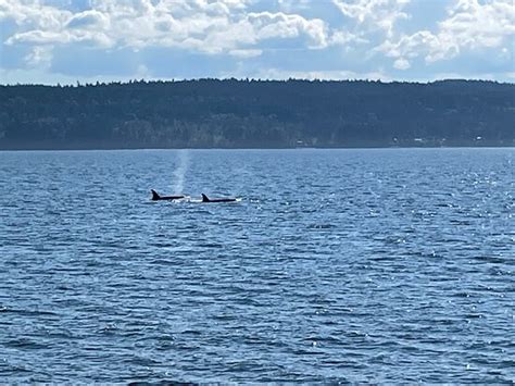 Prince Of Whales Whale Watching Vancouver 2022 Alles Wat U Moet