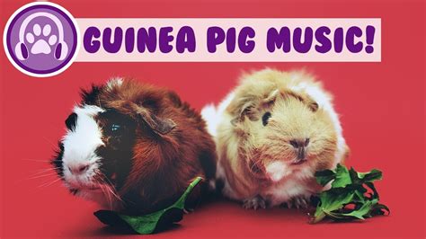 15 Hour Guinea Pig Music Relaxing Pet Music To Calm Your Guinea Pig