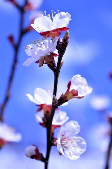 Flowers Nature Blue Spring Blurred Wallpapers Hd