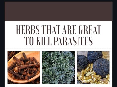 Herbs That Kill Parasitesnaturally Health Real Solutions