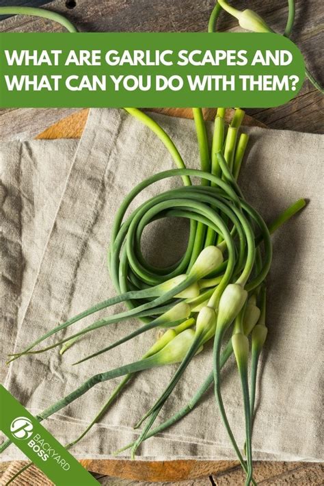 What Are Garlic Scapes And What Can You Do With Them Garlic Scapes