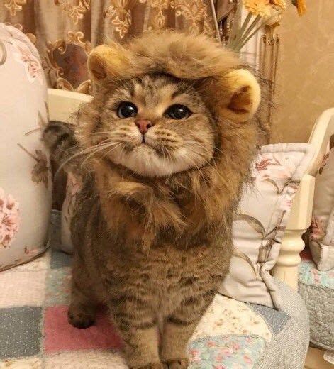 Fierce Cats And Kittens Wearing Lion Manes Cute Cats And Kittens