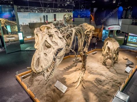 Dinosaur Fossil Exhibit Royal Tyrrell Museum Stock Editorial Photo