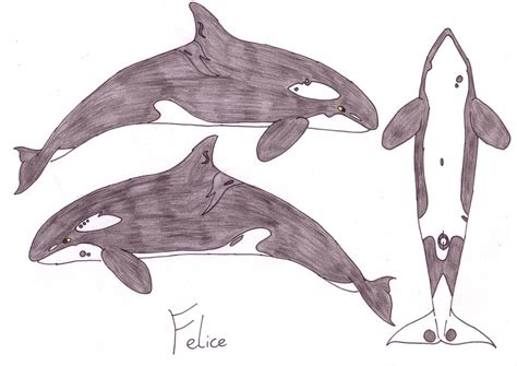 felice by orcas of arlinde on deviantart