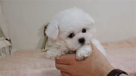 Teacup Bichon Frise For Sale Teacup Puppies Kimskennelus Youtube