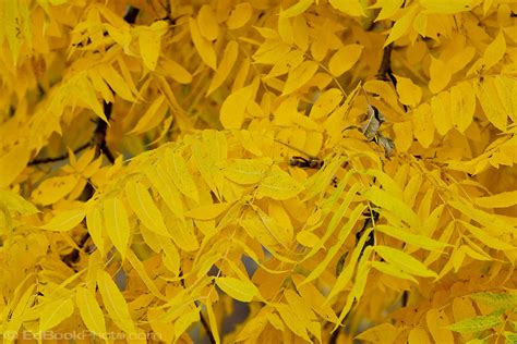 Black Walnut Juglans Nigra Tree Yellow Leaves In Autumn Edbookphoto
