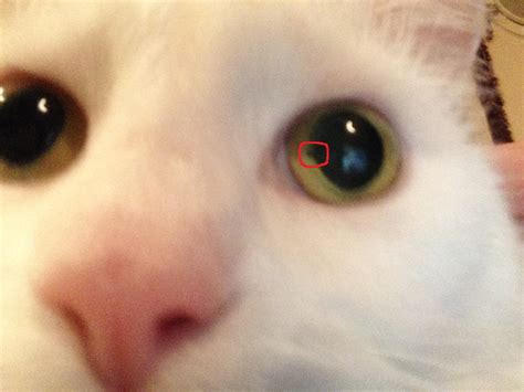 What Is This Weird Black Dot Near My Cats Iris Neogaf