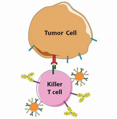 Cells Tumor Clipart Cancer Immune Yellow Immunotherapy