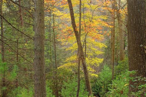 Imagen Gratis Madera Otoño Bosque Ecología árbol Hoja Naturaleza